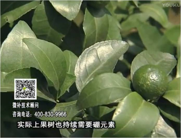 20170529珠江臺(tái)搖錢(qián)樹(shù)：貢柑蜜柚噴施微補(bǔ)蓋力+硼力，預(yù)防減少缺硼鈣裂果