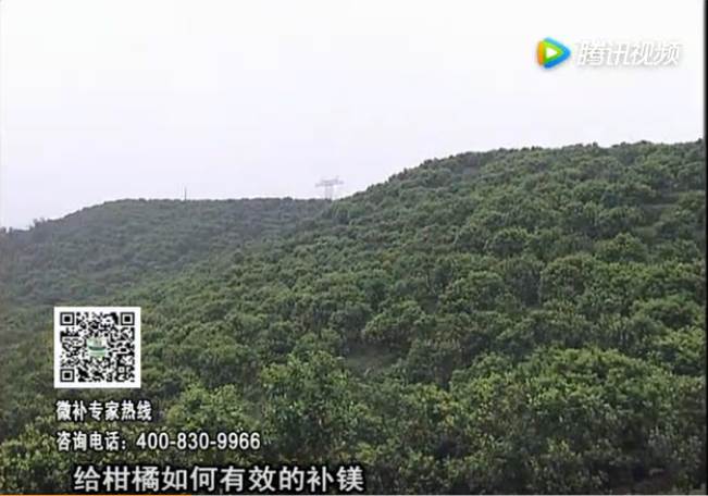 20170522珠江臺(tái)搖錢(qián)樹(shù)：柑橘落果黃葉是缺鎂？