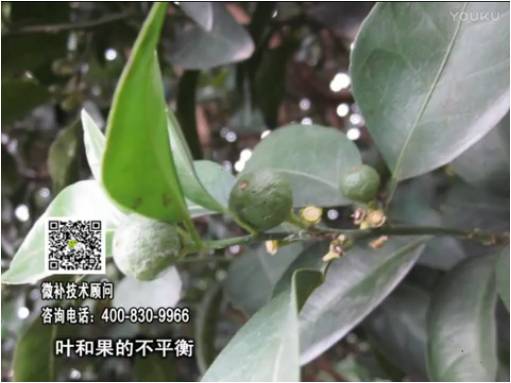 20170501珠江臺(tái)搖錢(qián)樹(shù)：柑橘噴施微補(bǔ)果力+碧力、淋根力鈣+沖力鎂，穩(wěn)果少落果，促根壯長(zhǎng)勢(shì)