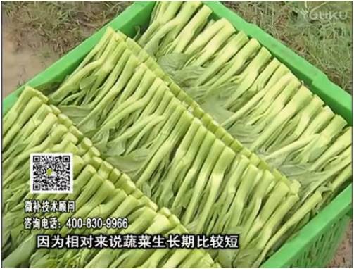 20170306珠江臺搖錢樹：蔬菜澆施微補(bǔ)根力鈣+精力，提高蔬菜長勢，減少病害，提高收益