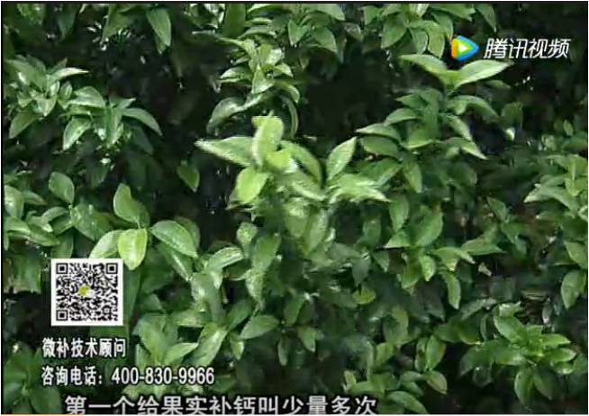 20170605珠江臺(tái)搖錢(qián)樹(shù)：柑橘果實(shí)補(bǔ)鈣如何做？