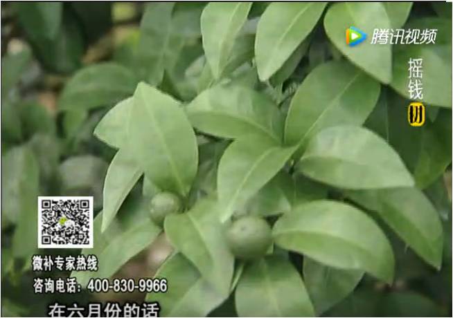 珠江臺(tái)搖錢(qián)樹(shù)：柑橘樹(shù)如何調(diào)酸保葉？
