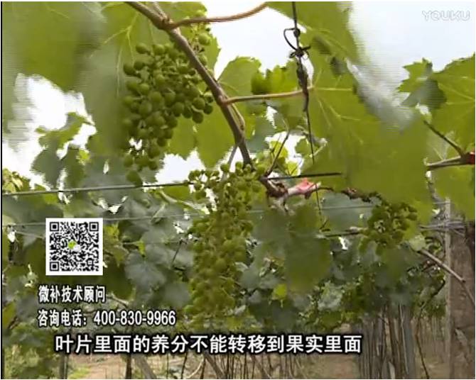 20170717珠江臺(tái)搖錢(qián)樹(shù)：果實(shí)補(bǔ)鈣充足，噴施螯合鈣+精華液+保葉素，品質(zhì)高、耐存儲(chǔ)