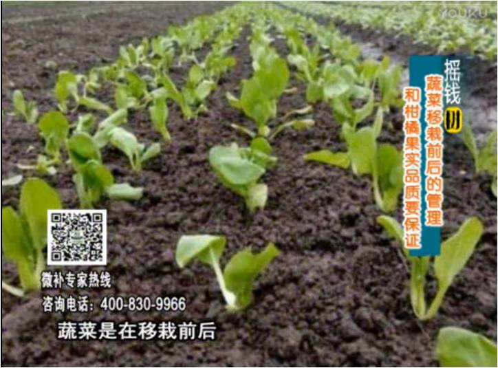 20170814珠江臺搖錢樹：蔬菜澆施微補，調酸促根，健壯長勢