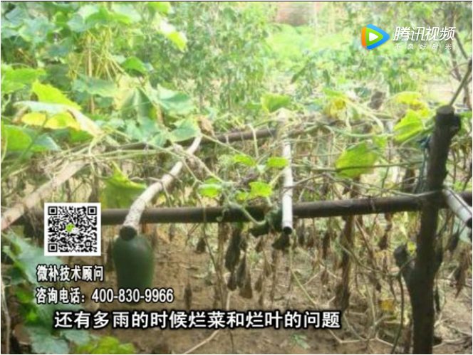 20170911珠江臺搖錢樹：蔥干尖蔬菜爛葉早衰？