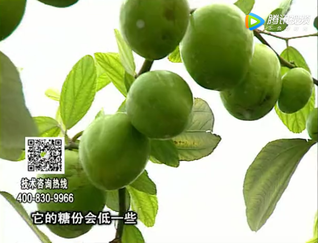 20171204珠江臺搖錢樹：青棗膨果增甜如何做？