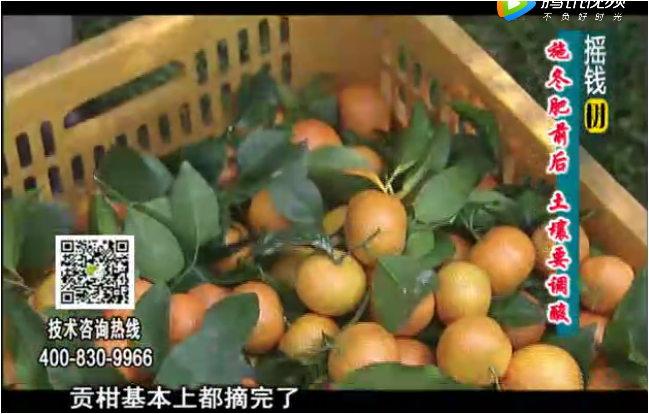 20180101珠江臺搖錢樹：柑橘土壤酸化怎么辦？