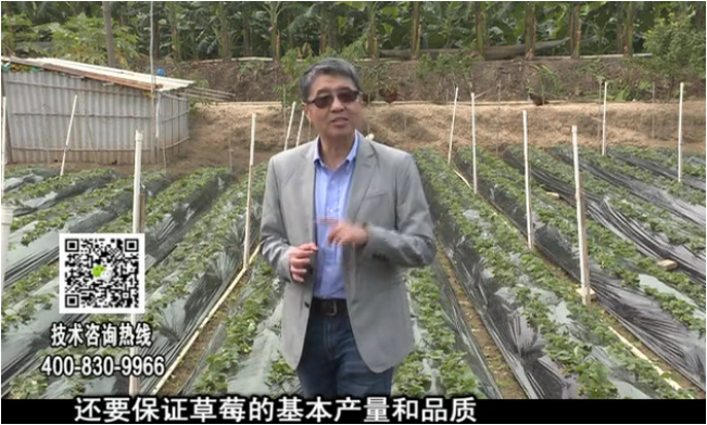 20180108珠江臺搖錢樹：草莓苗弱膨果增甜如何做？