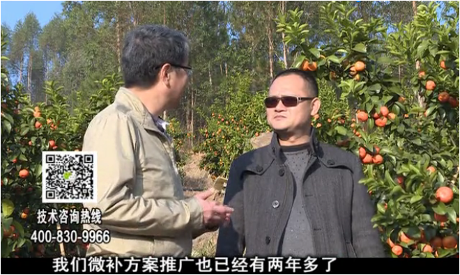 20180122珠江臺(tái)搖錢(qián)樹(shù)：廣西柑橘如何管？產(chǎn)量賣(mài)相好?